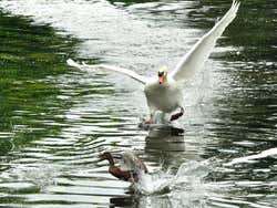 Bois de Boulogne, Swan chasing duck